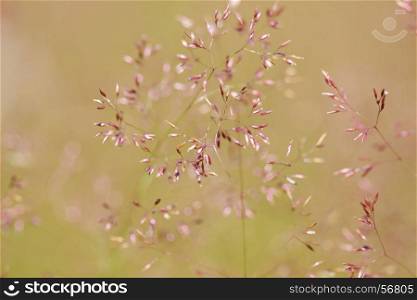 Delicate thin spikelet on a beige background