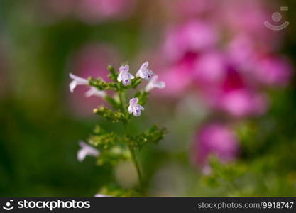 Delicate, tiny nepitella flowers bloom in a summer herb garden.. Nepitella Flower 