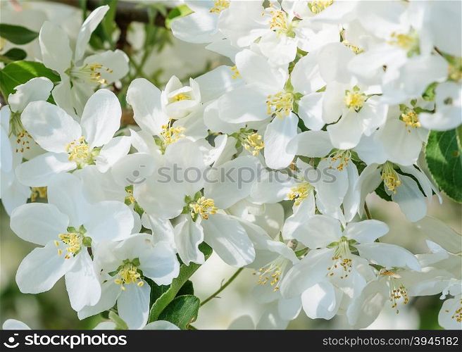 Delicate white flowers of apple tree close-up in a spring garden in the early morning