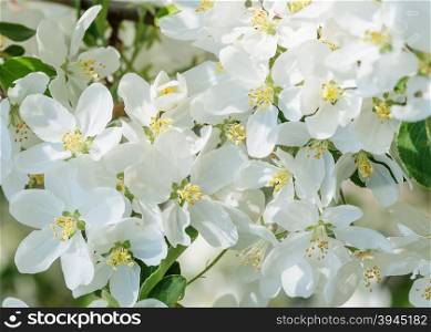 Delicate white flowers of apple tree close-up in a spring garden in the early morning