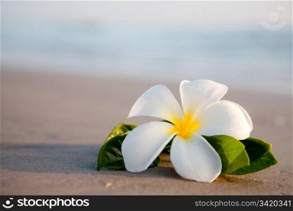 Delicate white flowers on the beach. Nature collection.