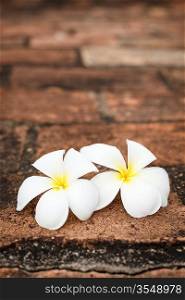 Delicate white frangipani (plumeria) spa flowers on rough stone surface