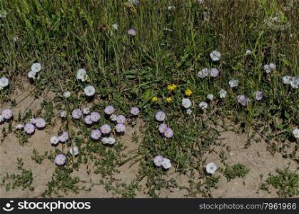 Delicate wildflower white and rose bindweed (Convolvulus) on meadow, Plana mountain, Bulgaria
