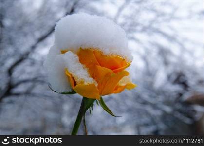 Delicate yellow rose in a flower bed covered with fresh snow. Toned photo in vintage style.