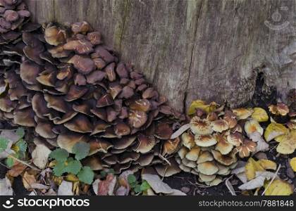 Delicious edible yellow mushrooms chanterelle (Cantharellus ciba-rius) grow near by stump.