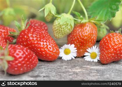 delicious fresh and ripe strawberry on a plank and flowers in a garden