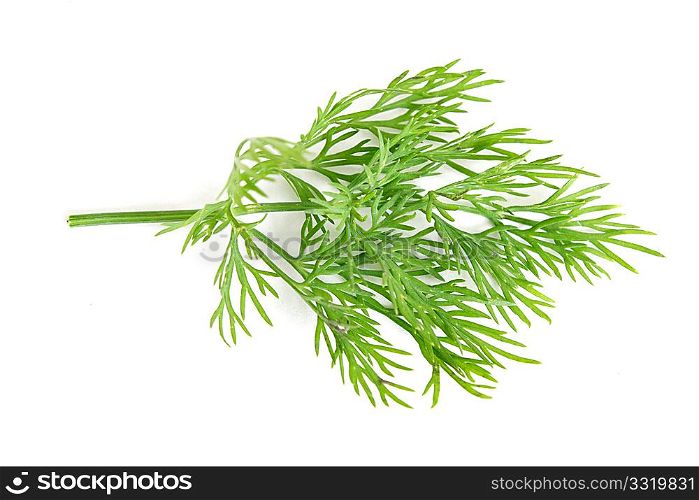 Delicious fresh dill from the garden
