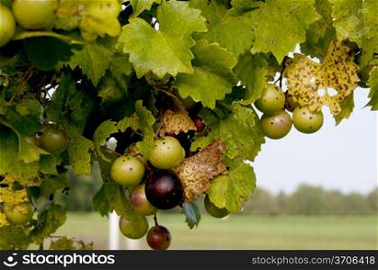 Delicious muscadine scuppernong grapes on a vine