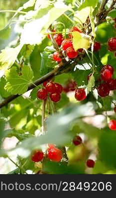 Delicious ripe red currants ready to be picked
