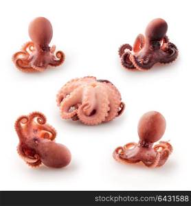 Delicious set of cooked baby octopus, seafood for real gourmet; isolated on white background, above view.