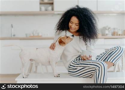 Delighted curly woman with cheerful expression poses with jack russell terrier dog at home, drinks aromatic beverage, dressed in white sweater and striped pants, sit in kitchen. Lady petting puppy