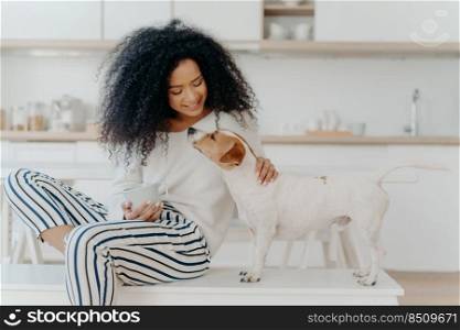 Delighted curly woman with cheerful expression poses with jack russell terrier dog at home, drinks aromatic beverage, dressed in white sweater and striped pants, sit in kitchen. Lady petting puppy