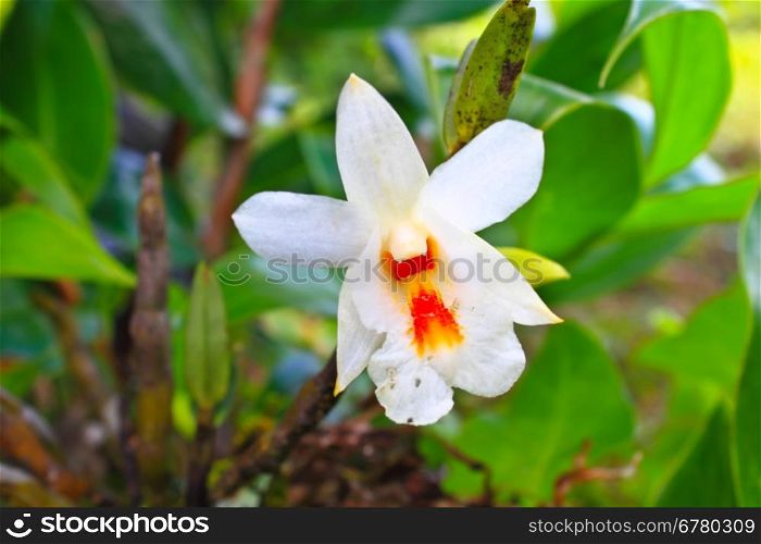 Dendrobium christyanum Rare species wild orchids in forest of Thailand, This was shoot in the wild nature