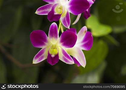 Dendrobium orchid, Dendrobium, Jurong bird park, Singapore