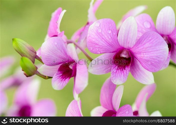 Dendrobium orchid hybrids is white and pink stripes in Thailand