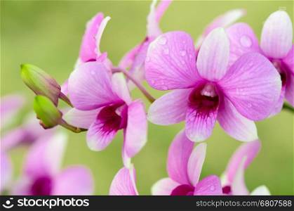 Dendrobium orchid hybrids is white and pink stripes in Thailand