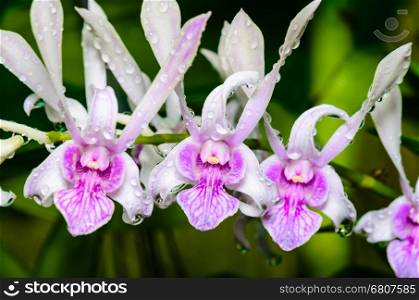 Dendrobium orchid hybrids is white with pink stripes in Thailand&#xA;