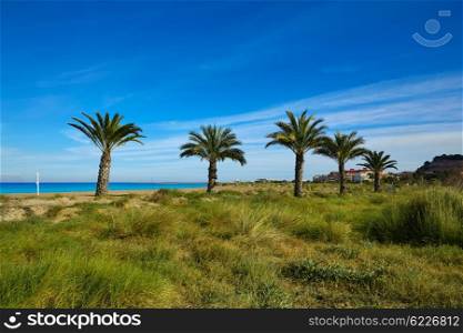 Denia Las Marinas beach palm trees in mediterranean Alicante of Spain