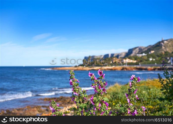 Denia Las rotas beach in spring at Alicante. Denia Las rotas beach flowers in spring at Alicante Spain