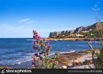 Denia Las rotas beach in spring at Alicante. Denia Las rotas beach flowers in spring at Alicante Spain