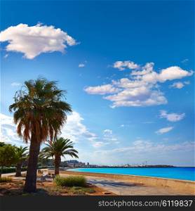 Denia palm trees in Marineta Casiana beach of Las Rotas at Alicante of spain