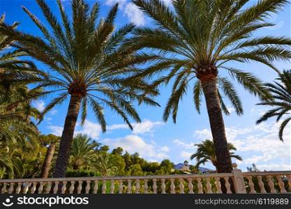 Denia palm trees in Marineta Casiana beach of Las Rotas at Alicante Spain