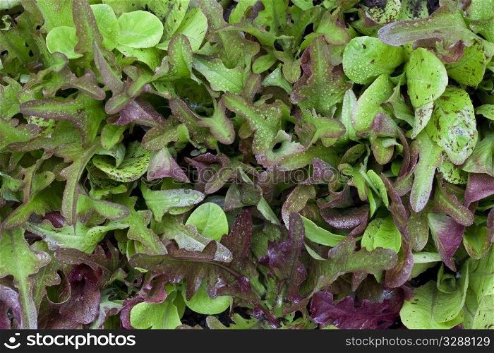 dense baby lettuce - a variety of species with green and red leaves, water droplets