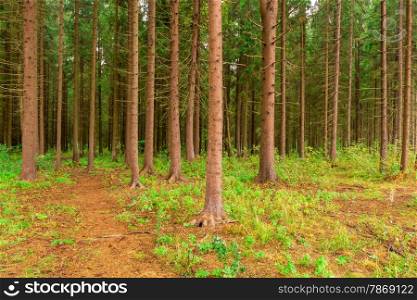 dense coniferous forest photographed in summer day