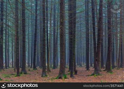 dense dark coniferous forest autumn day