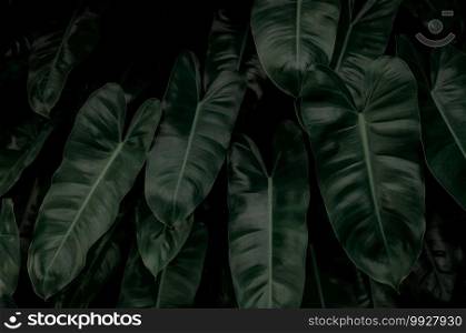 Dense dark green leaves in garden at night. Green leaf texture. Ornamental plant. Green leaves in forest. Botanical garden. Greenery wallpaper for spa or mental health. Nature abstract background.