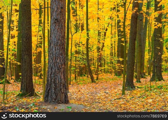 dense deciduous forest in autumn day
