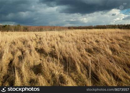 Dense dry grasses in a wild meadow and cloudy sky, Czulczyce, Poland
