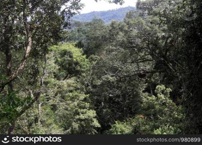 Dense forest near Haputale, Sri Lanka