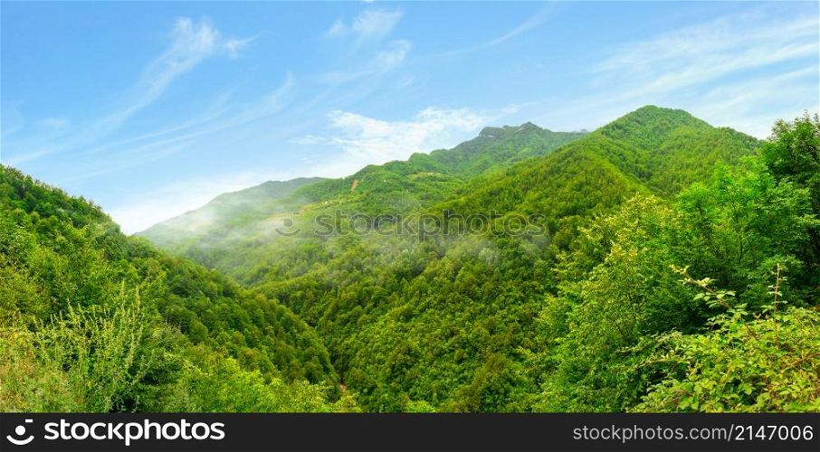 Dense forests on high mountains of Montenegro in summer. Forests on mountains