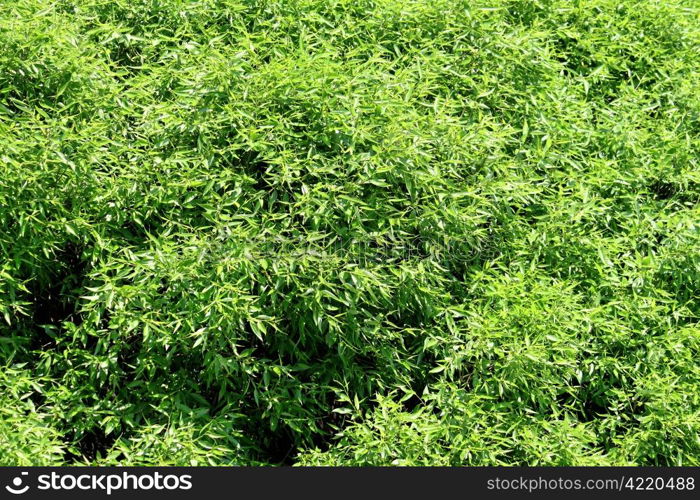 Dense fresh foliage of the willow