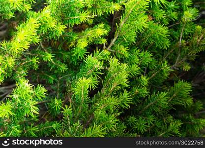 Dense green branches of pine trees as a backdrop