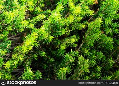 Dense green branches of pine trees as a backdrop