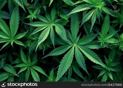 Dense green cannabis leaves, top view, generative ai.