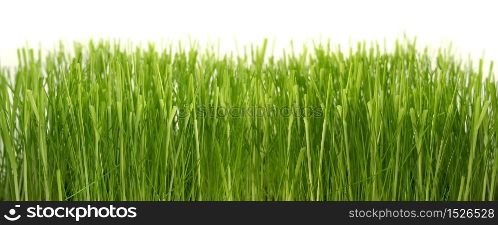 Dense green grass growing close white background