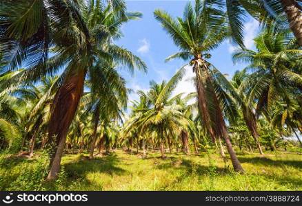 Dense Jungle Scene. Tropical background. Palm Tree. Dense Jungle Scene