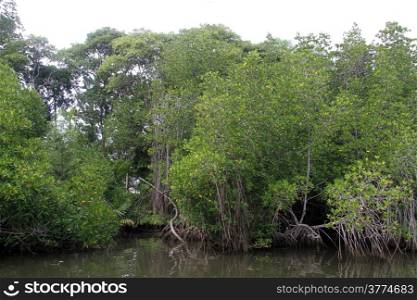 Dense mangrove forest on the river in Sri Lanka