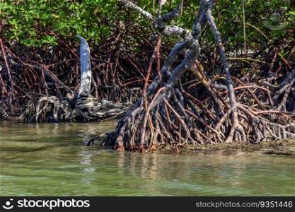 Dense preserved mangrove vegetation with its trees and roots in the water on the coast of Bahia, Brazil. Dense preserved mangrove vegetation with its trees and roots