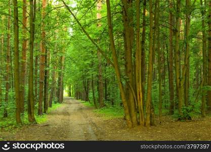 dense summer forest and the road