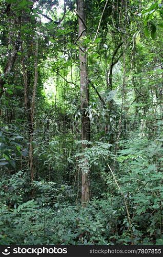 Dense tropical forest in Northern Thailand