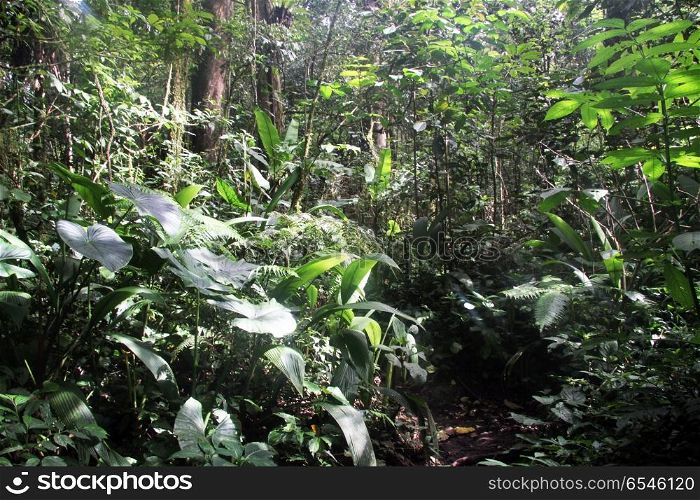 Dense tropical forest on the volcano Kerinci in Indonesia