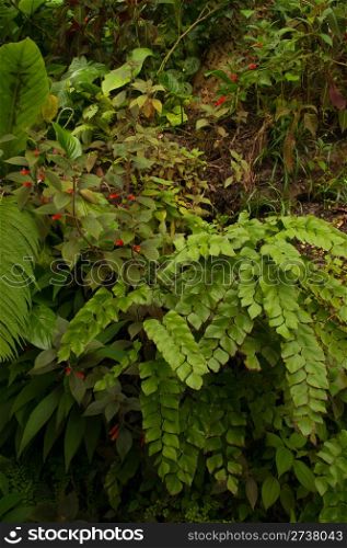 Dense Tropical Rain Forest With Trees, Ferns and Plants