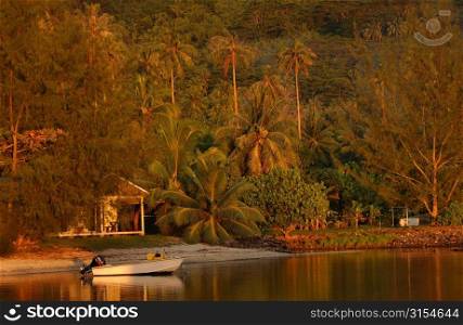 Dense tropical vegetation near a beach, Moorea, Tahiti, French Polynesia, South Pacific