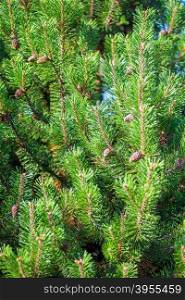 dense young pine cones close up vertical shot