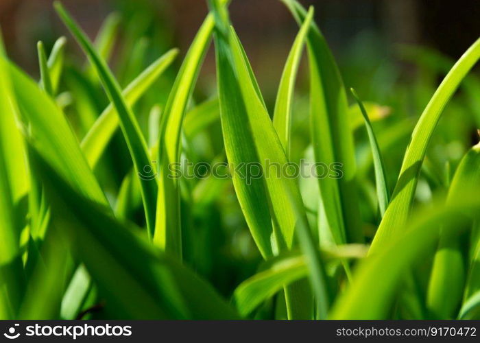 Densely growing garden plants side view, spring day