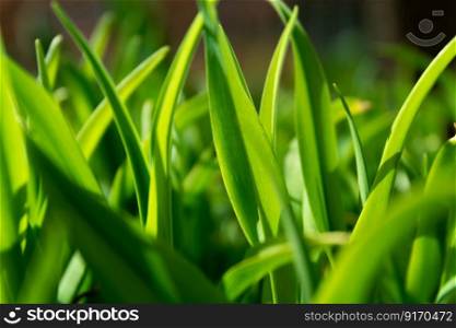 Densely growing garden plants side view, spring day